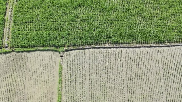 beautiful rice fields that have just been planted with rice and so on