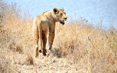  Wild African lions&nbsp;on the grass, Masai Mara. Kenya, Africa 