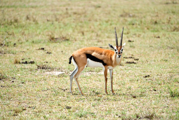 Beautiful impala antelope on the savannah.Tanzania, Africa, and Kenya 