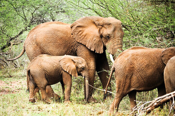 African elephant family in Botswana wildlife scene from nature    