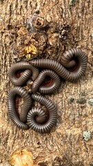 Macro shots, Beautiful nature scene. Close up many millipede on tree.
