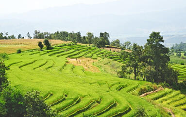 The scenery view of step paddy terrain with banana and other trees in Southeast Asia, the countryside life in south Asia.
