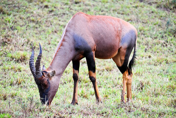 A Red Hartebeest (Alcelaphus buselaphus caama) stands on the arid African savanna of Kenya. 