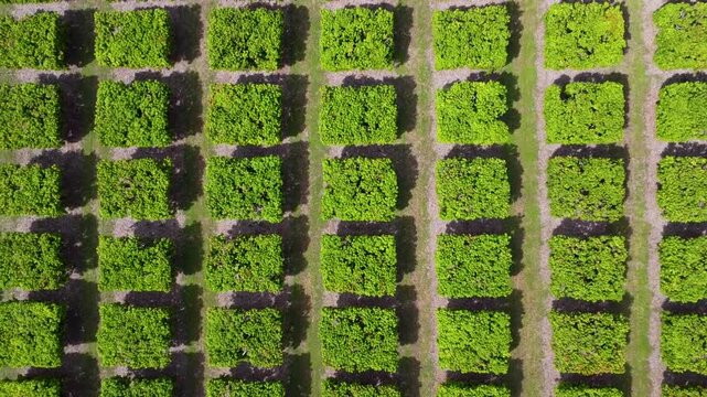 Flying over a mango farm in Queenslad Australia