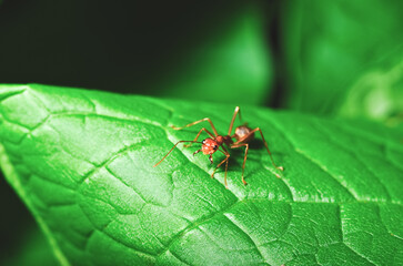 Red ants stand on a green leaf with a green background. 