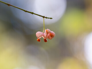晩秋のマユミの割れた実