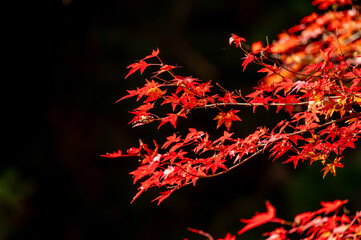 Red autumn leaves shining in the sunlight