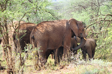  A herd of wild elephants in the savannah in Botswana National Park 