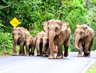 Family of Asian elephant in Khao Yai National Park,Thailand.Khao Yai National Park is a perfect park with many animals, home to wild animals.
