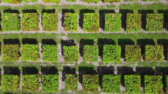 Flying over a mango farm in Queenslad Australia