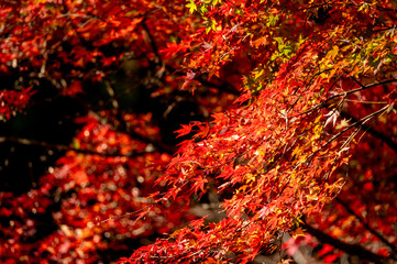 Red autumn leaves shining in the sunlight