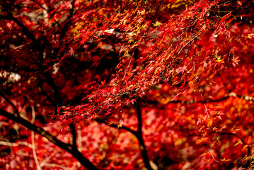 Red autumn leaves shining in the sunlight