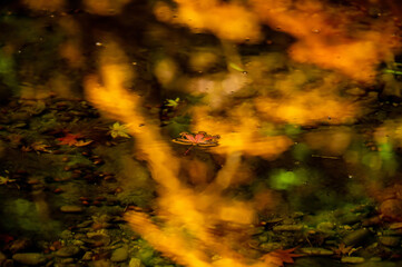 Yellow autumn leaves flowing on clear shallow water with reflections of colorful foliage and submerged acorns
