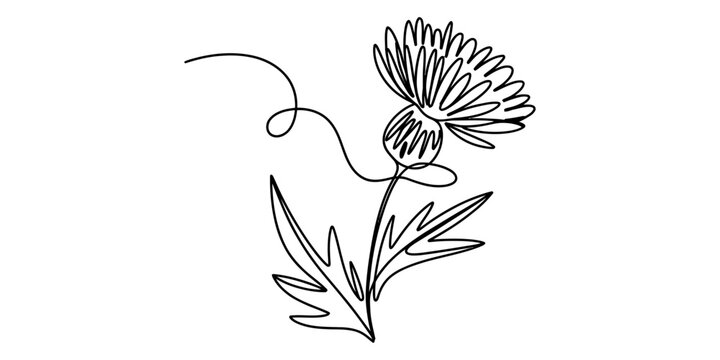 Elegant continuous line art drawing of a single thistle flower with a stem and leaves, minimalist floral design vector illustration on white background. Vector, illustration