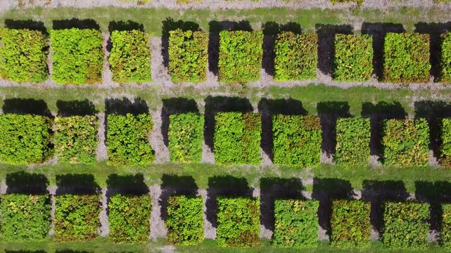 Flying over a mango farm in Queenslad Australia