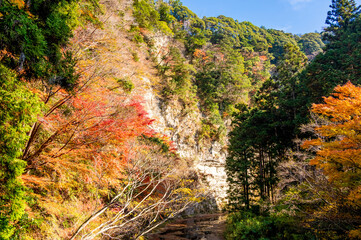 Shiraiwa Canyon and Obitsu river, Kamogawa in Japan, at red autumn leaves season