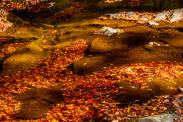 Clear water reveals colorful fallen leaves on stream bed