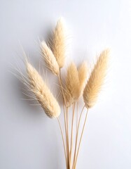 Fototapeta premium Close-up studio shot of a dried flower arrangement on white background