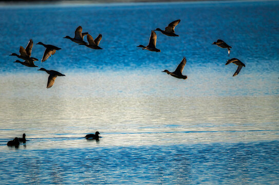Patos volando