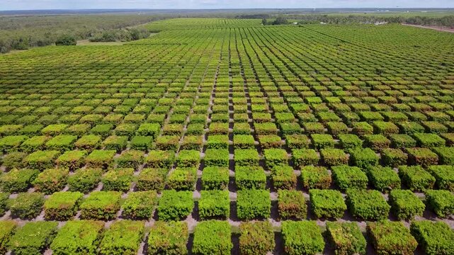 Flying over a mango farm in Queenslad Australia