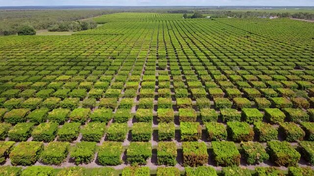 Flying over a mango farm in Queenslad Australia