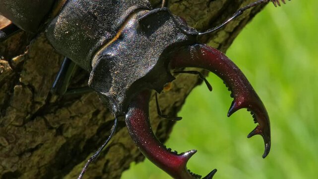 Large black insect stag beetle (Lucanus cervus) with large mandible in natural environment macro