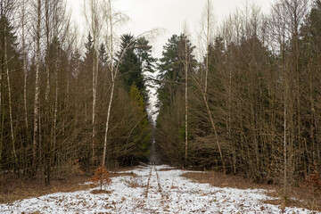 overgrown narrow-gauge railway in the forest, Bialowieża Forest, Poland