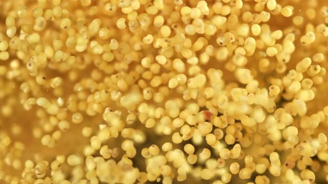 Millet groats fly against a dark background. Filmed on a high-speed camera at 1000 fps. High quality FullHD footage