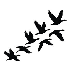 Fototapeta premium Flock of geese flying in formation silhouette against white background
