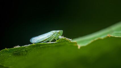 Green leafhopper resting on a leaf in macro view