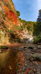 Shiraiwa Canyon and Obitsu river, Kamogawa in Japan, at red autumn leaves season