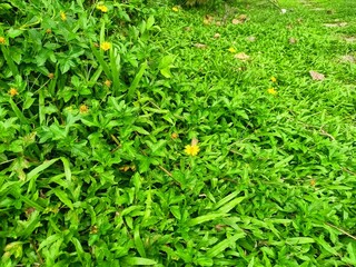 Green Ground Cover with Yellow Wildflowers in Natural Outdoor Environment