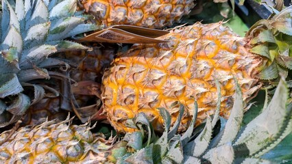 Fresh organic pineapples displayed for sale, Close up of ripe tropical pineapples with detailed skin texture