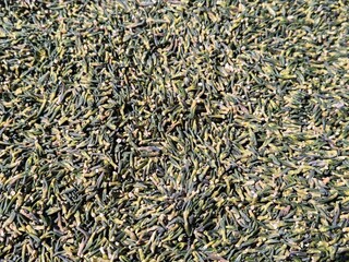 Pile of dried lotus embryos on wooden background, Close up of green and yellow dee bua for herbal medicine