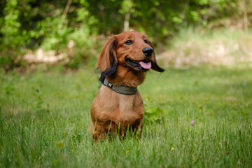 Red Long Hair Dachshund in the green grass