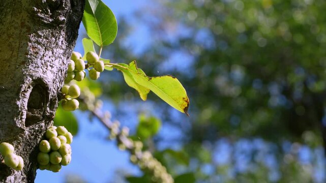 Ficus racemosa (Cluster Fig) fruits, native to Australia and Southeast Asia. Sharp focus on the unique cauliflory growth pattern on the dark trunk.