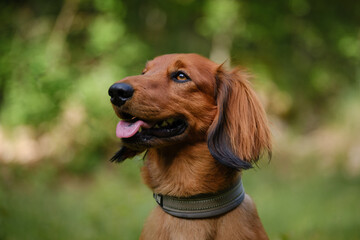 Red Long Hair Dachshund in the green grass