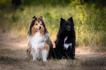 Black German Spitz and brown Shetland Sheepdog in the grass