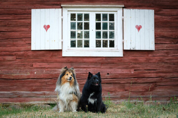 Black German Spitz and brown Shetland Sheepdog sitting in front of red Swedish house