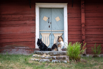 Black German Spitz and brown Shetland Sheepdog sitting in front of red Swedish house