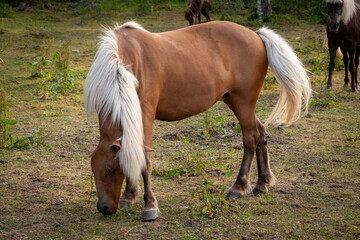 Beautiful brown horses in Swedish forest
