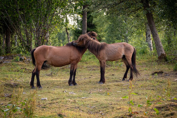 Beautiful brown horses in Swedish forest