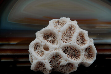 Stillleben mit KI erstellt+bearbeitet