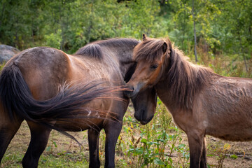 Beautiful brown horses in Swedish forest