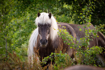 Beautiful brown horses in Swedish forest