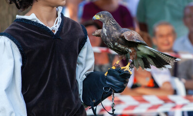 Falconer holding a hawk on a gloved hand during a falconry display