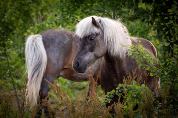 Beautiful brown horses in Swedish forest