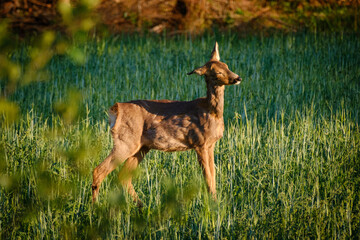 Doe in the green summer grass in Sweden
