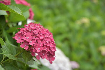 Red hydrangea flower on green background