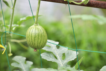 Home garden, young watermelon fruit